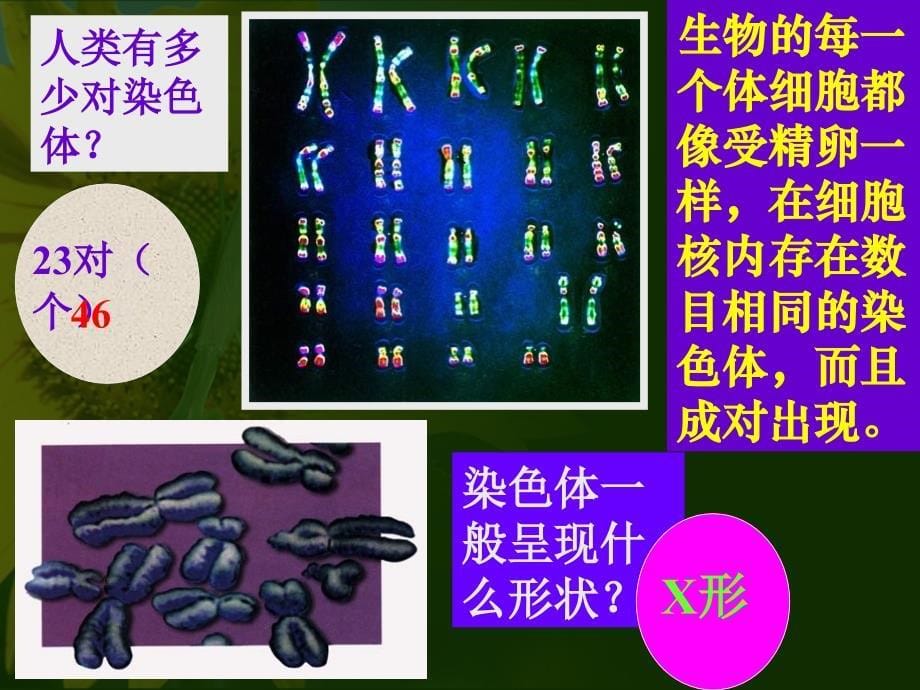 基因在亲子代间的传递.ppt_第5页