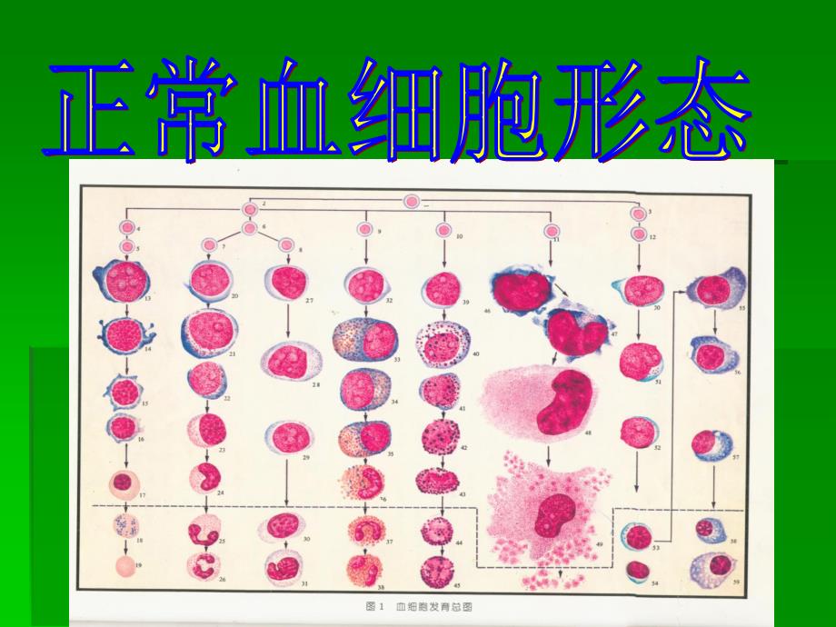 正常血细胞形态学_第2页