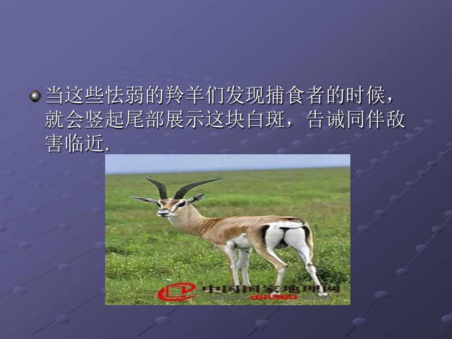 假如你能听懂动物的话.ppt_第3页