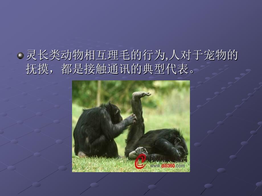 假如你能听懂动物的话.ppt_第4页