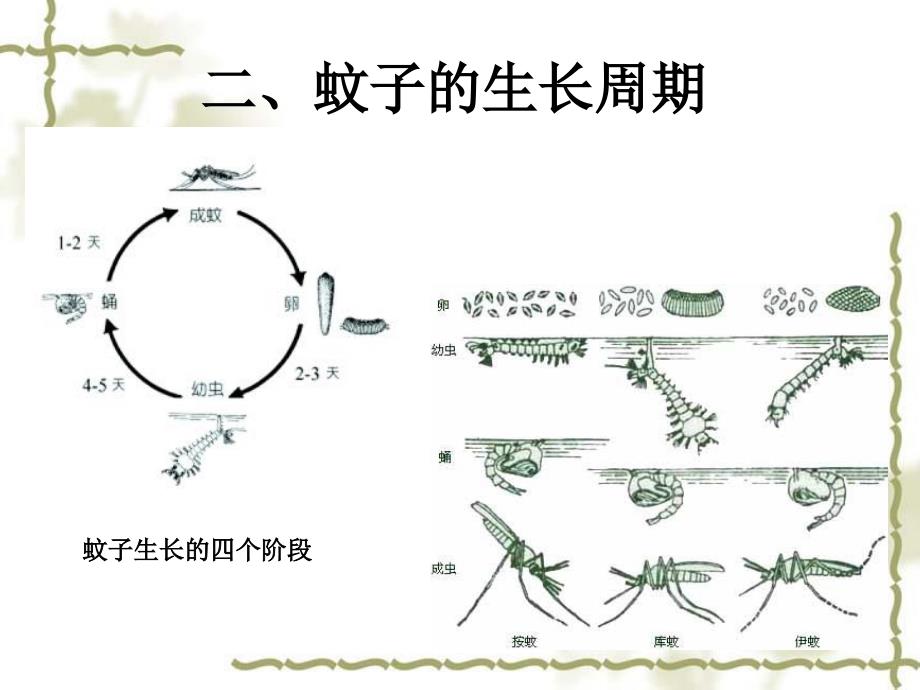 防蚊灭蚊清积水的小知识_第4页