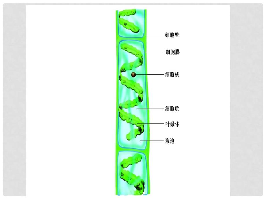 七年级生物上册 3.1.2 种子植物课件 新人教版_第2页