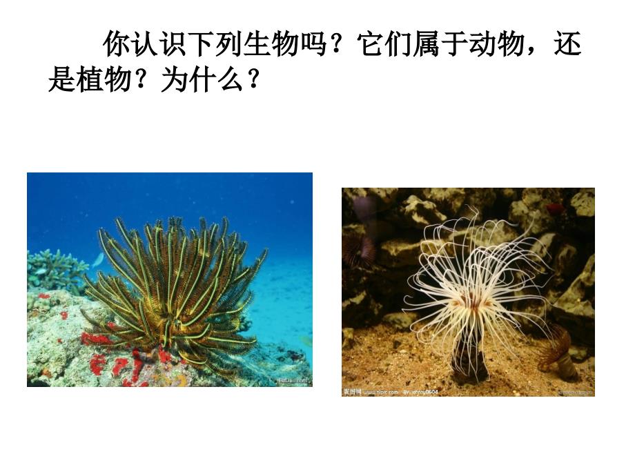 腔肠动物和扁形动物_第4页