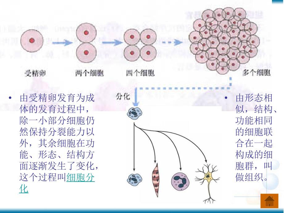 多细胞生物体的组成_第3页