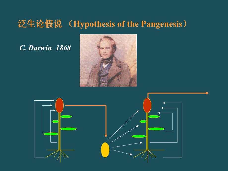 554核酸与基因ppt课件_第5页