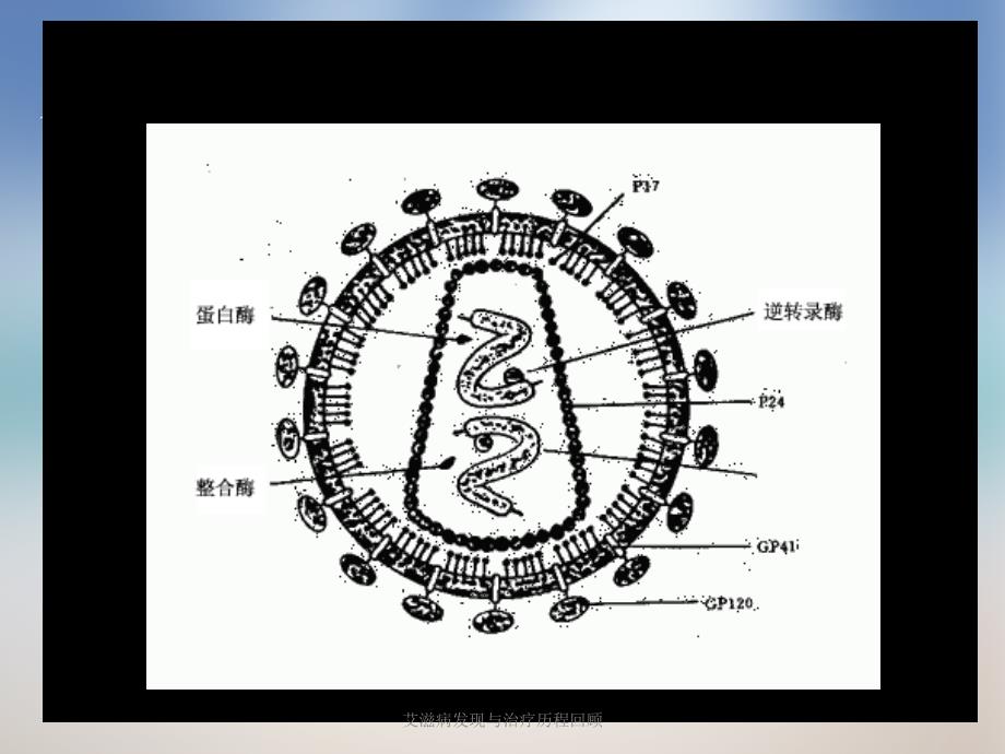 艾滋病发现与治疗历程回顾课件_第4页