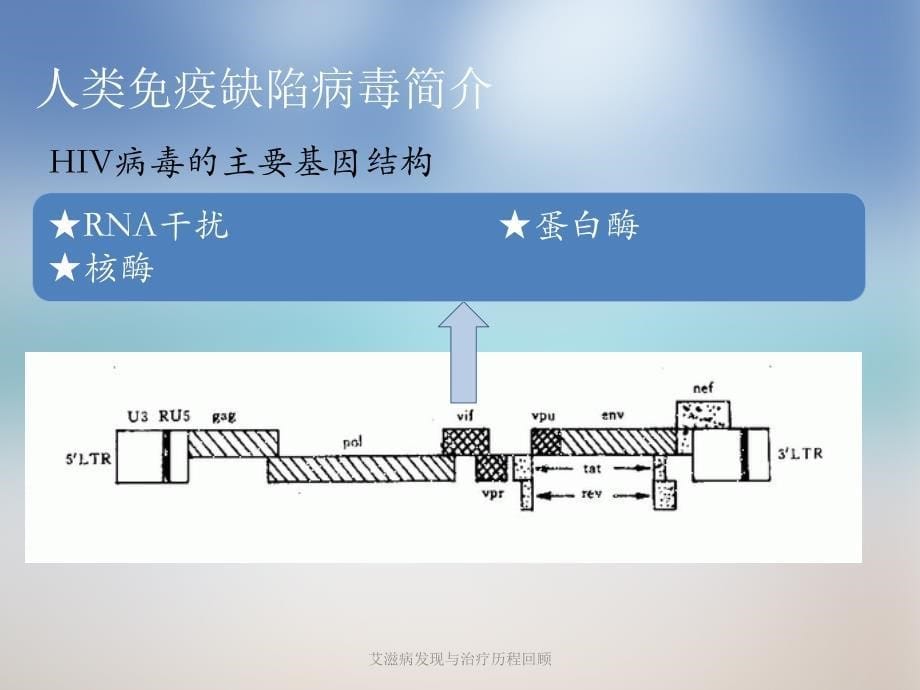 艾滋病发现与治疗历程回顾课件_第5页