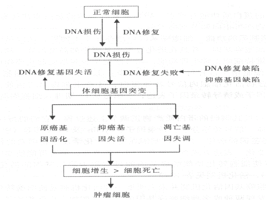 癌基因与抑癌基因ppt课件_第3页