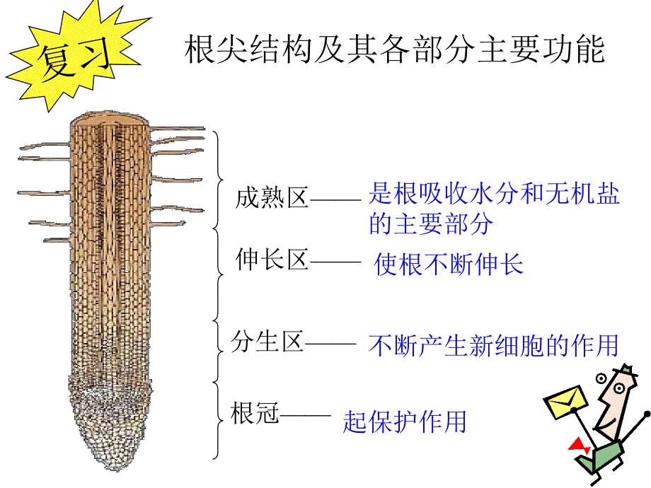 八年级生物322根对水分的吸收_第1页