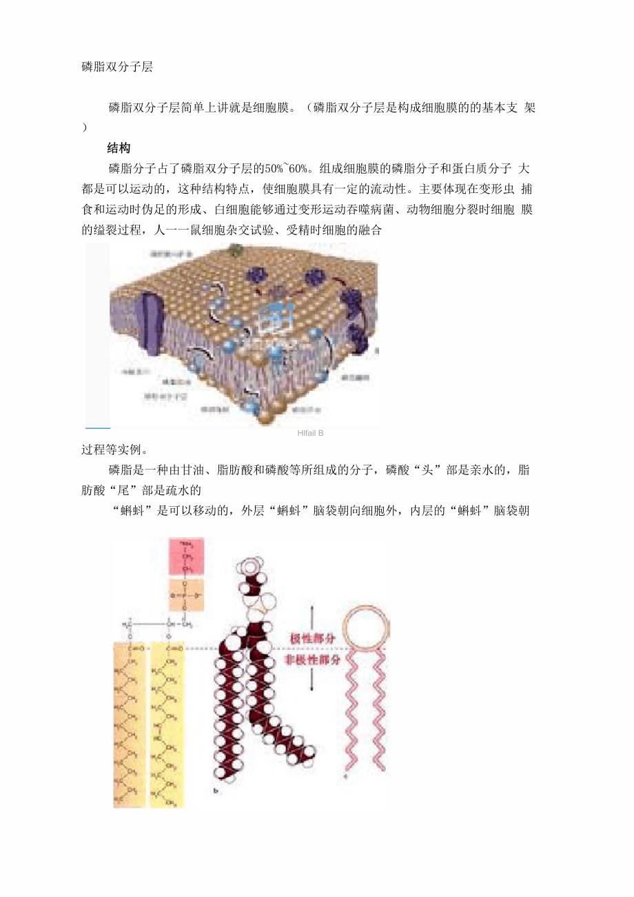 磷脂双分子层_第1页