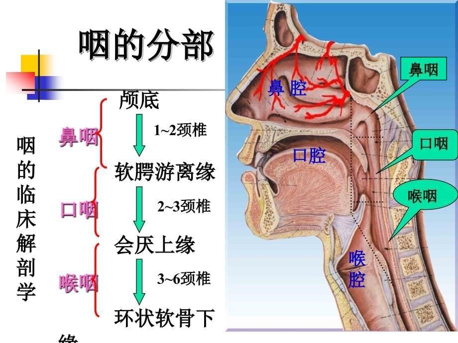 耳鼻喉学课件咽部解剖生理_第5页