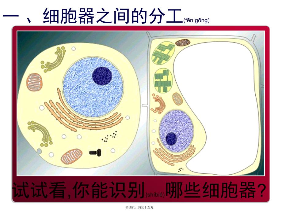 医学专题—上课《细胞器——系统内的分工合作》23219_第4页