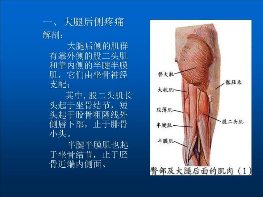 最新大腿疼痛的方位在腰腿痛诊断中的意义教学课件_第4页