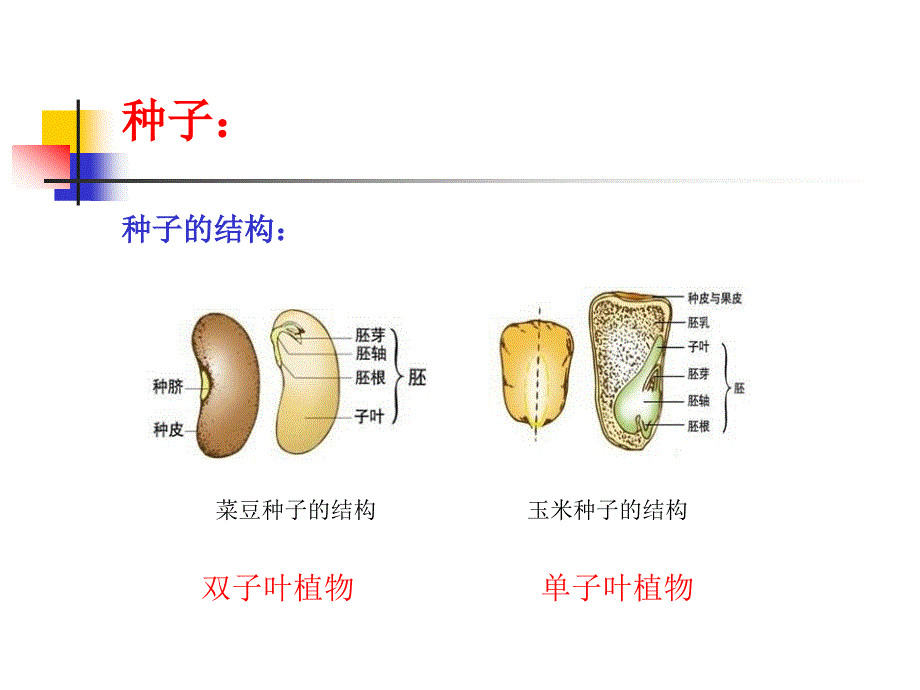 植物的生长变化_第3页