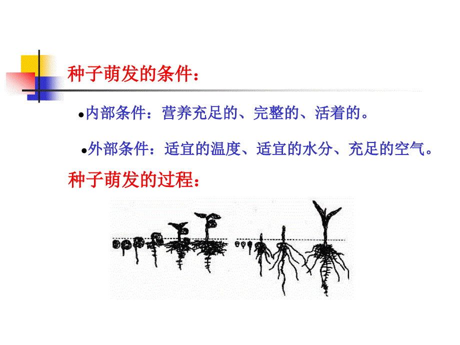 植物的生长变化_第4页