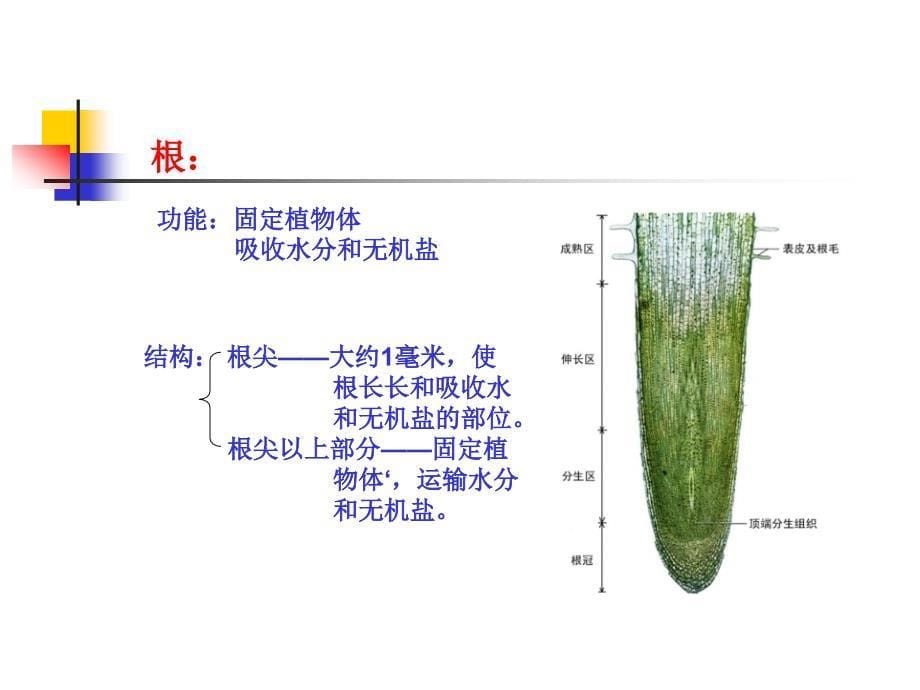 植物的生长变化_第5页