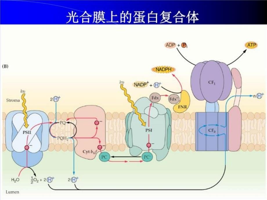 叶绿素荧光原理与应用教学文案_第3页