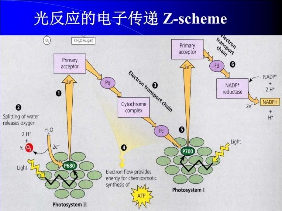 叶绿素荧光原理与应用教学文案_第4页