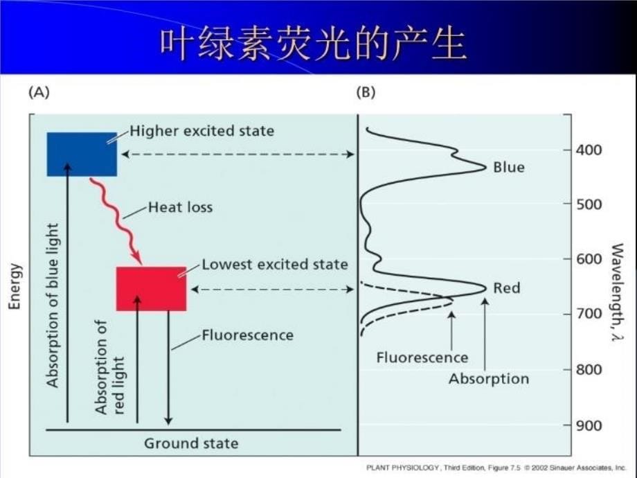 叶绿素荧光原理与应用教学文案_第5页