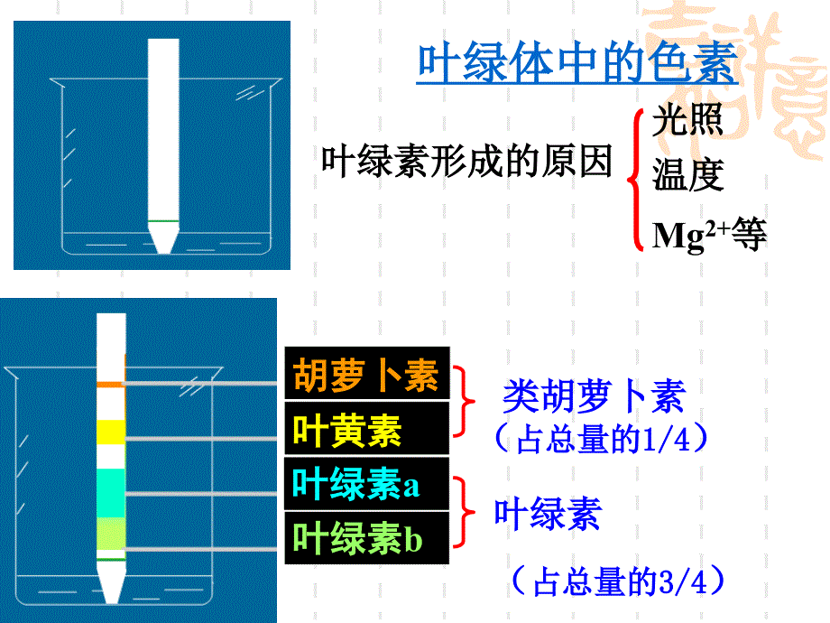 人教版教学课件光合作用的复习_第3页