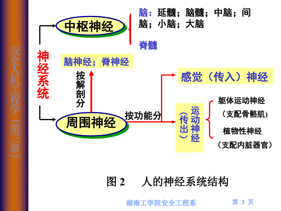 人的生理心理因数及生物能力学特征_第3页