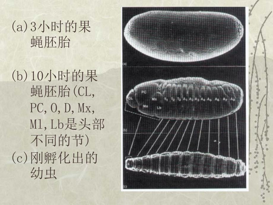 医学课件第五节基因的调节作用_第2页