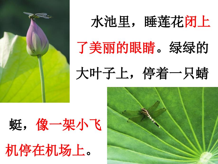 仲夏夜的夜晚静悄悄的花儿睡了小草睡了树木也睡了_第2页