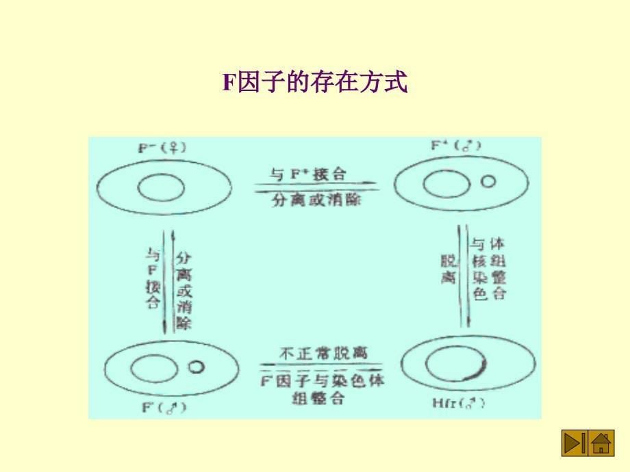 二接合conjugation课件_第5页