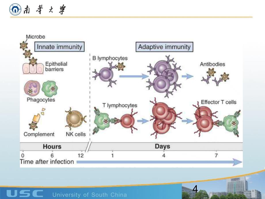 医学免疫学MHC_第4页