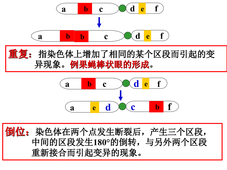 生物52染色体变异课件1新人教版必修2_第3页