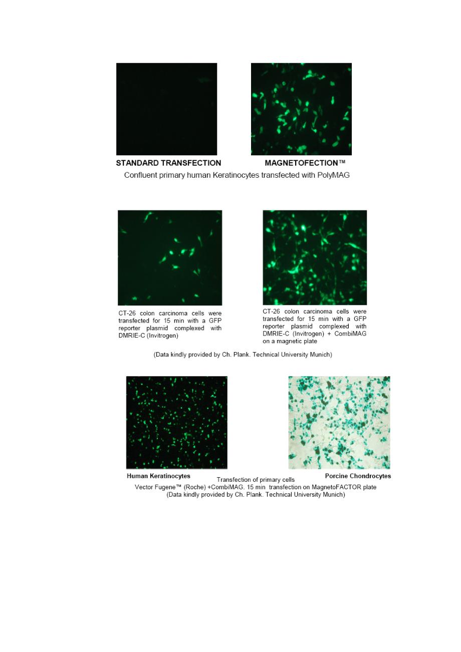 Magnetofection (PolyMAG,CombiMAG)- 用于培养细胞转染的磁性粒子产品_第3页