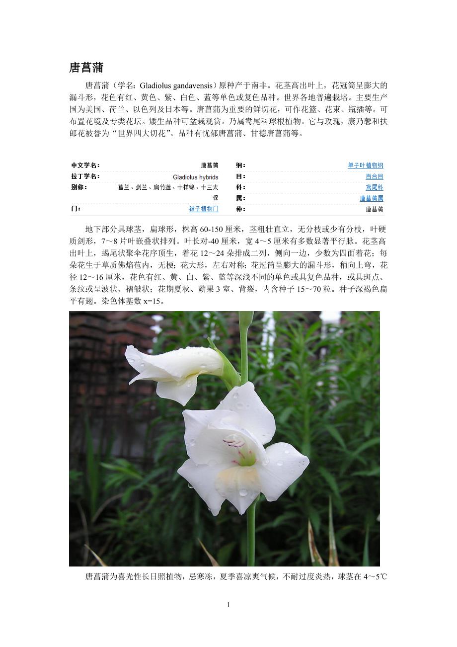 几种漂亮的花卉植物_第1页