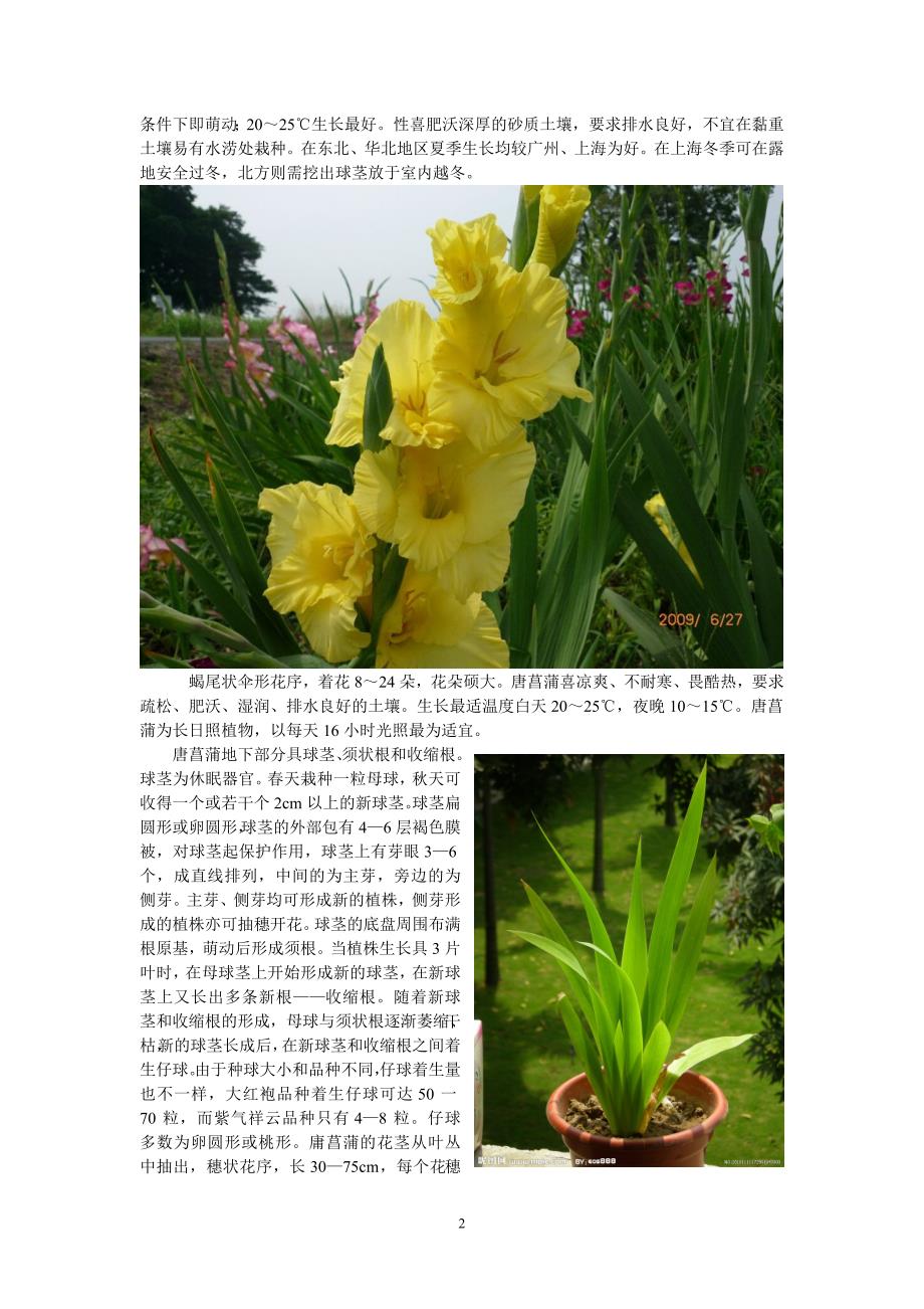几种漂亮的花卉植物_第2页