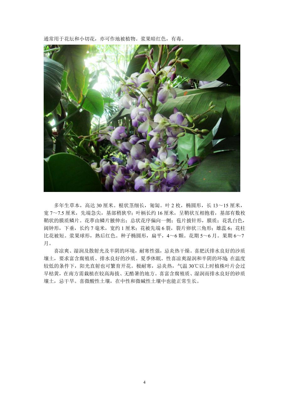 几种漂亮的花卉植物_第4页