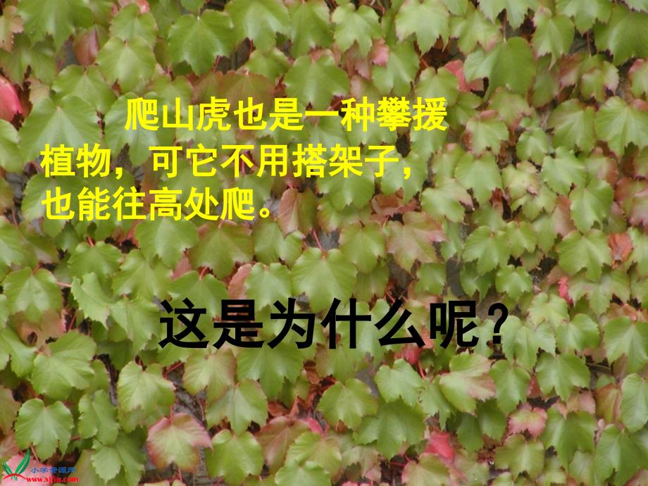 爬山虎的脚课件任晓_第2页