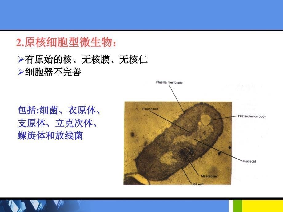 《医学微生物学》教学课件：绪论第一章细菌的形态与结构_第5页