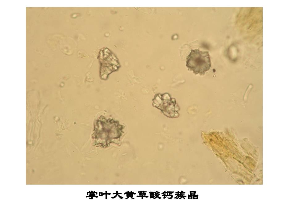 中药鉴定学粉末鉴别汇总图_第4页