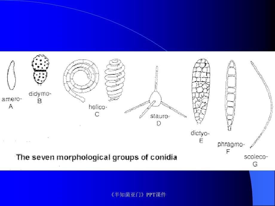 半知菌亚门课件_第5页