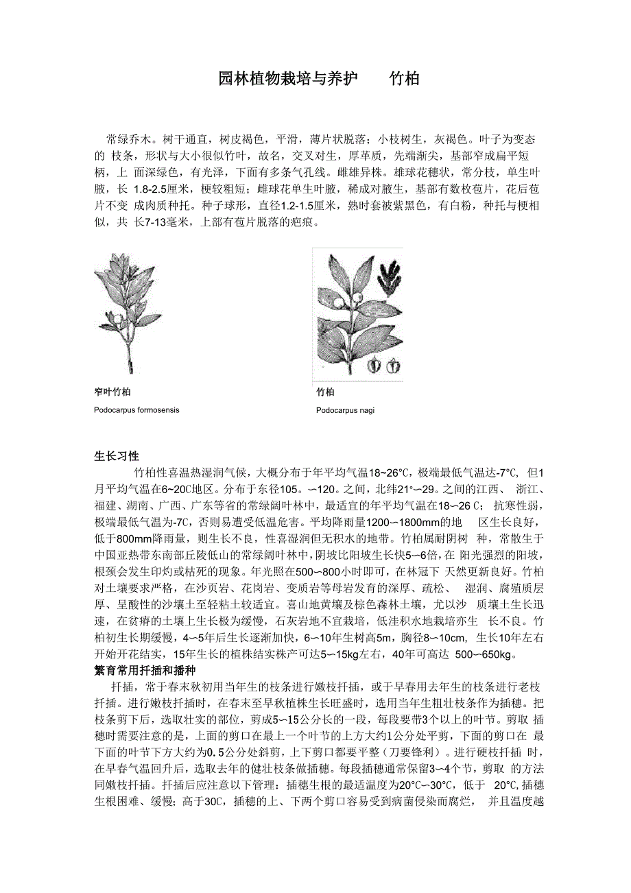 园林植物栽培与养护 竹柏_第1页