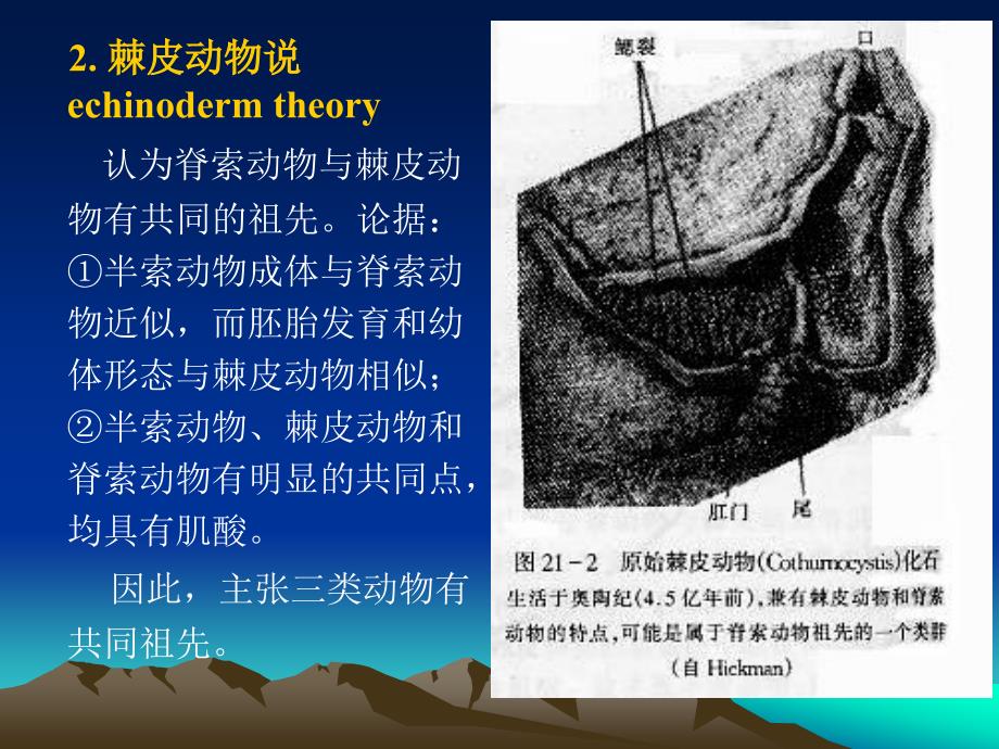 《动物学第二十一章》PPT课件_第4页