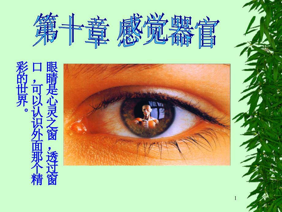 人体解剖学第十章课件_第1页