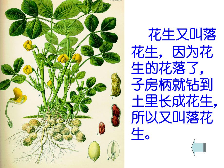 人教版语文五年级上册落花生课件_第3页