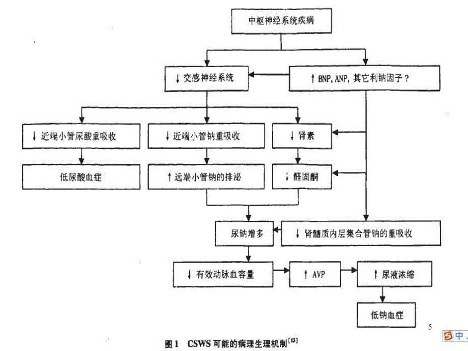 脑耗盐综合征课件_第5页