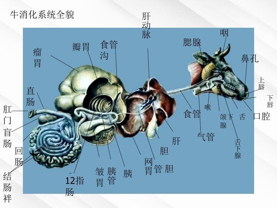 畜禽解剖学消化系统_第5页