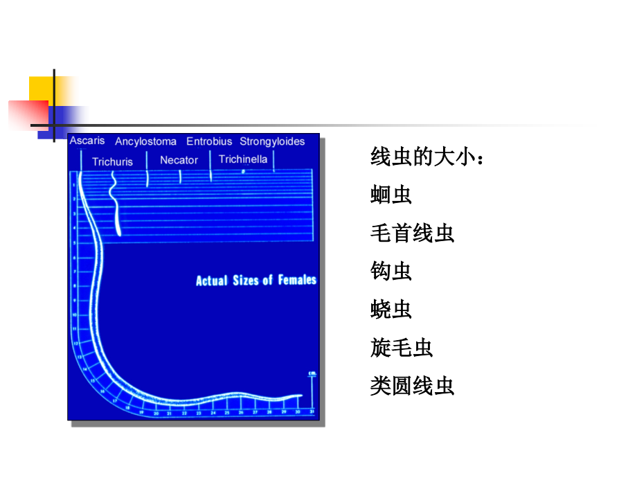 动物生虫病学许金俊第二章：线虫病线虫病_第3页