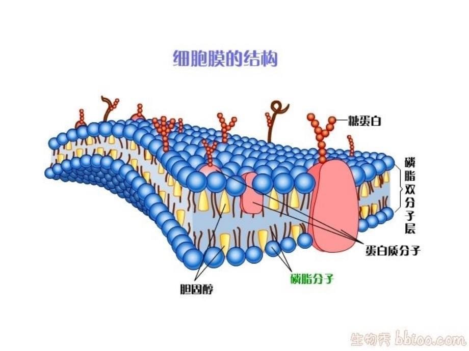 高中生物：3.1《细胞膜》课件（沪科版第一册）_第5页