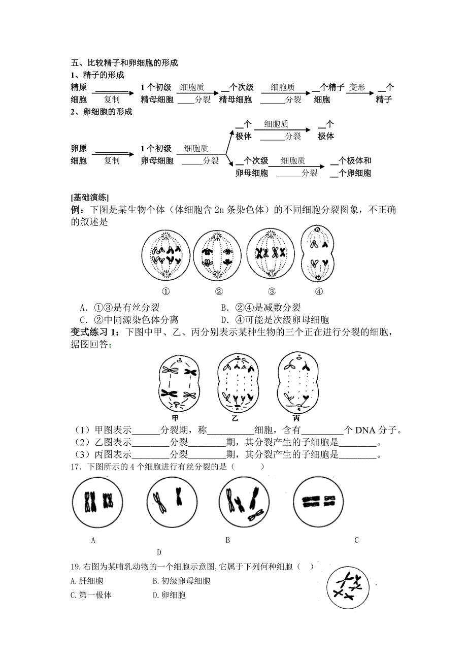 减数和受精作用复习.doc_第2页