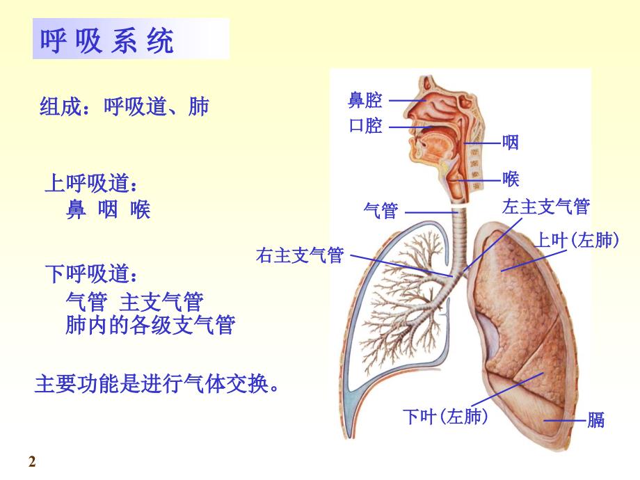 呼吸系统实验课_第2页