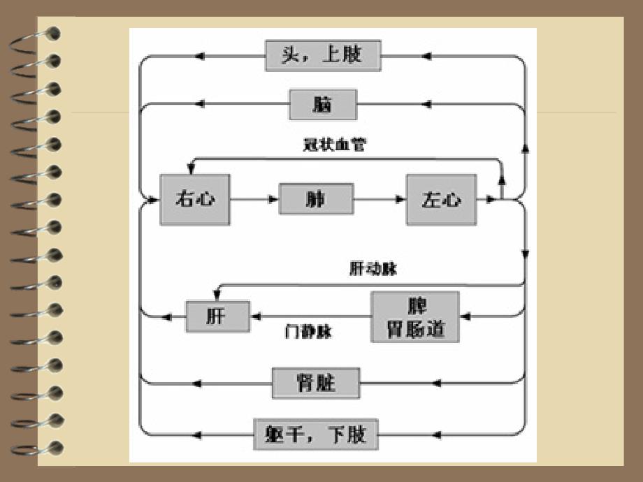 第四章循环系统血管生理_第2页