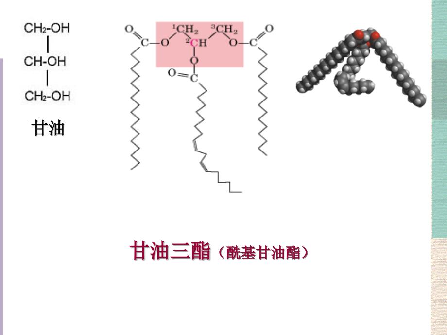 生物化学：第六章 脂类代谢_第3页